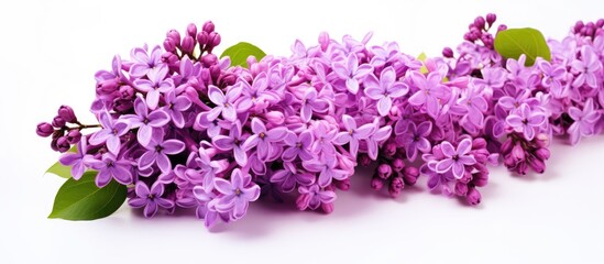 A bunch of purple lilac flowers placed on a white backdrop