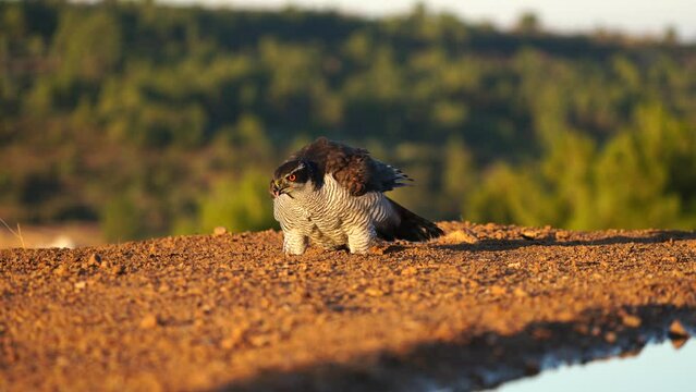 Eurasian goshawk (Accipiter gentilis) eating in the wild.