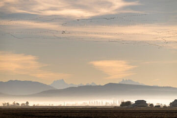 Snow geese migrating from Wrangel, Alaska to the Skagit Valley, Washington. Getting ready to touch down on  recently harvested farmland to forage for food.