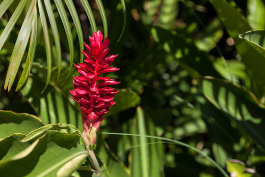 Beautiful blossom red ginger flower with leaves, on tropical garden background. 
Alpinia purpurata