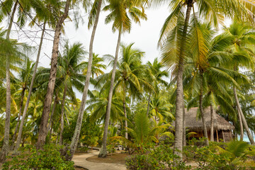 French Polynesia Tikehau atoll. Palm tree forest on the beach. Landscape view.