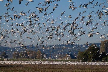 Murmuration of Snow Geese after migrating from Wrangel, Alaska.  Snow geese visit the Skagit Valley in impressive numbers during the winter months, with annual counts often exceeding 50,000.