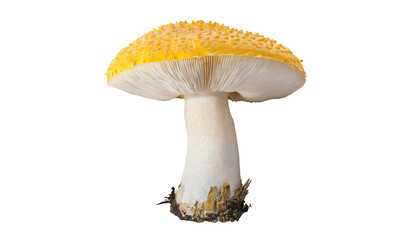 mushroom  isolated on a transparent background. PNG cutout or clipping path.
