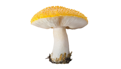 mushroom  isolated on a transparent background. PNG cutout or clipping path.