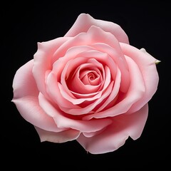 Beautiful pink rose isolated on black background