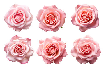 Set of six pink rose isolated on white background