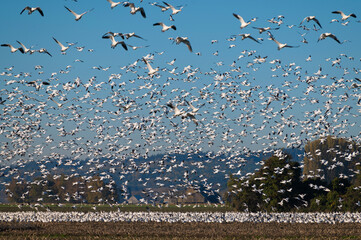 Murmuration of Snow Geese after migrating from Wrangel, Alaska.  Snow geese visit the Skagit Valley...