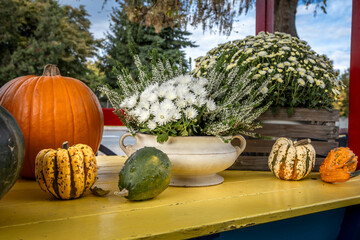 Pumpkins and chrysanthemum flowers on the yellow table as autumnal and thanksgiving decoration. 