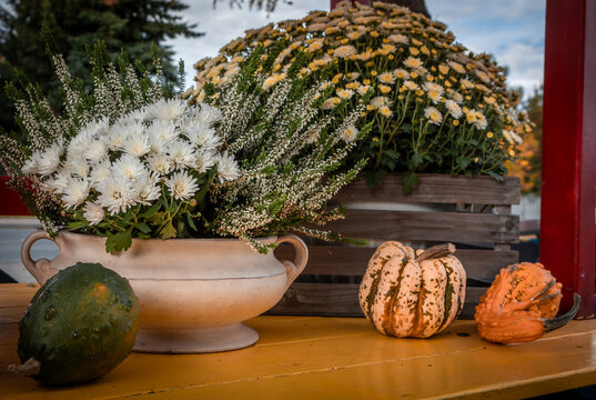 Pumpkins and chrysanthemum flowers on the yellow table as autumnal and thanksgiving decoration. 

