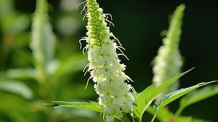 Naklejka premium a close up of a plant with white flowers and green leaves in the foreground and a blurry background in the background. generative ai