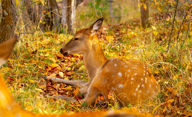 Beautiful sika deer in the autumn forest against the background of colorful foliage of trees. The...