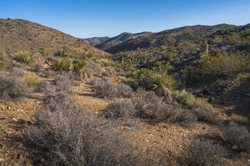 Fototapeta na wymiar hiking the lost horse mine loop trail in joshua tree national park, california, usa