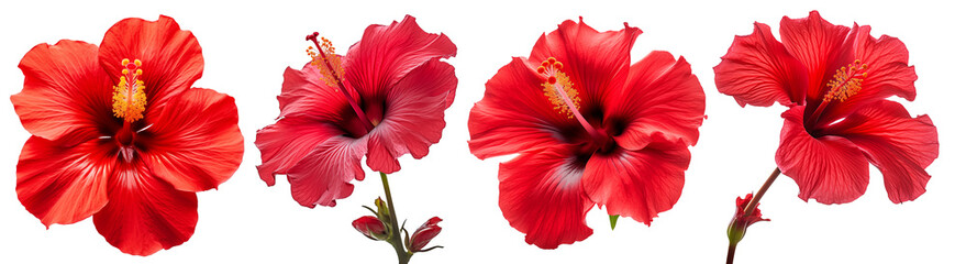Red hibiscus. set of four red tropical flowers. Rosa sinensis. - obrazy, fototapety, plakaty