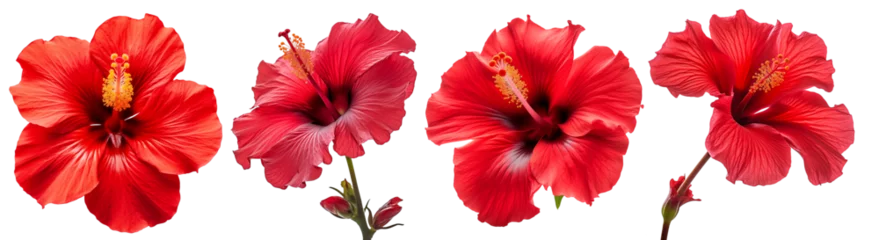  Red hibiscus. set of four red tropical flowers. Rosa sinensis. © Victoria