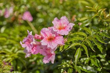 Closeup of beautiful evergreen podranea ricasoliana or trumpet vine foliage with vibrant petals blooming and blossoming in nature on a sunny day in spring. Colorful pink flowers growing in a garden.