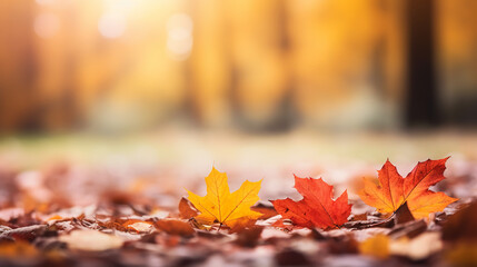 Naklejka na ściany i meble Autumn fall holiday seasonal banner landscape panorama - Closeup of colorful maple leaves on the ground in a park, with defocused background with bokeh