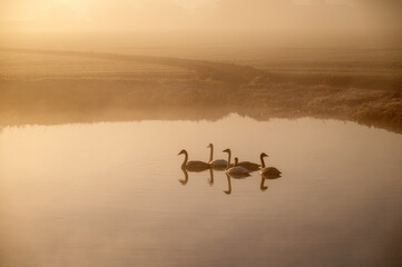 Trumpeter swans rest after migrating to Washington on a pond during a foggy autumn morning. The Skagit Valley supports the largest concentration of wintering Trumpeter Swans in North America.