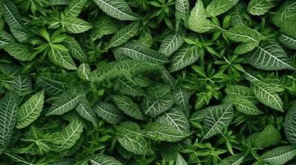  a close up of a green leafy plant with lots of leaves on the top and bottom of the leaves.  generative ai - obrazy, fototapety, plakaty