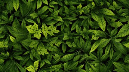  a close up of a green leafy plant with lots of leaves on the top of the leaves and bottom of the leaves on the bottom of the leaves.  generative ai - obrazy, fototapety, plakaty