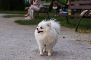 A small white dog on a path in the park. White Spitz