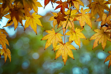 Yellow and orange autumn leaves on the branches against the background of the forest. Very shallow focus. Colorful foliage in the autumn forest. Excellent background on autumn theme.