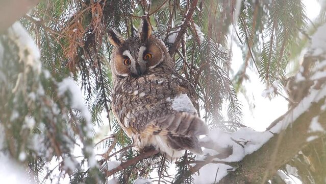beautiful owl sitting in a snowy forest