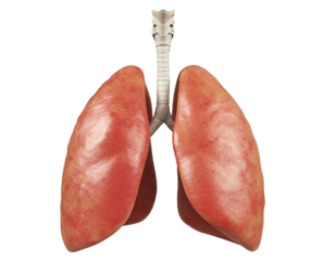 human lungs anatomy isolated on white or transparent background .png.