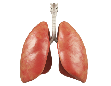 human lungs anatomy isolated on white or transparent background .png. - Powered by Adobe