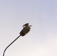 Photo of bird on a light pole 