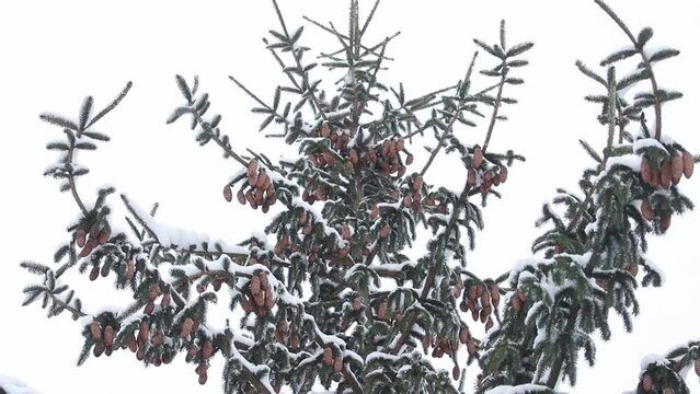 snowy spruce and falling snowflakes slow motion