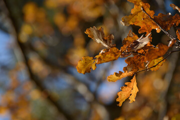 brown leaves on oak branches in a sunny autumn day