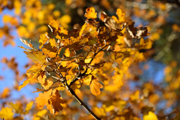 brown leaves on oak branches in a sunny autumn day