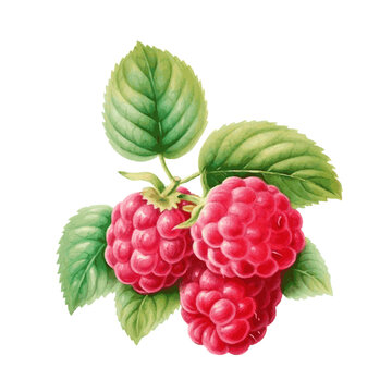 watercolor raspberry with leaves for food card decor on white background
