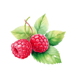 watercolor raspberry with leaves for food card decor on white background