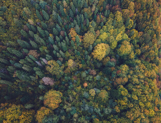 Aerial view of beautiful colorful autumn forest in Ukraine. Top view from drone of red and orange trees in fall at sunset. Nature background. Multicolored leaves.