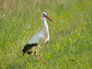 Storch, Jo und Hanni im Johannesbachtal in Bielefeld