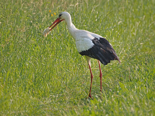 Storch, Jo und Hanni im Johannesbachtal in Bielefeld mit Küken im Schnabel