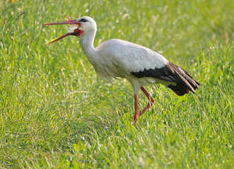 Storch, Jo und Hanni im Johannesbachtal in Bielefeld mit Küken im Schnabel