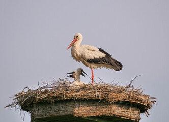 Storch, Jo und Hanni im Johannesbachtal in Bielefeld
