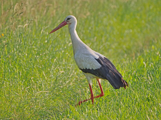 Storch, Jo und Hanni im Johannesbachtal in Bielefeld