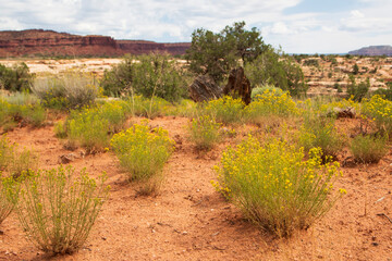 Scenic red rock  landscape  along Rt. 95 through Fry Canyon, Utah