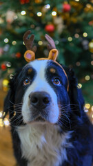 Christmas at home. Bernese mountain dog in reindeer antlers under Xmas tree. Winter holiday celebration.