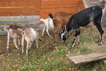 herd of horses