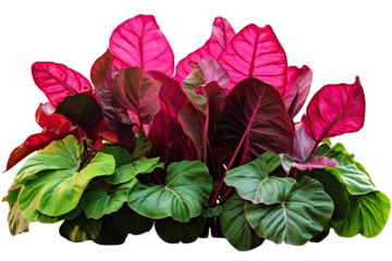 red and green  leaves of tropical plants bush (Monstera, palm, fern, rubber plant, pine, birds nest fern) floral arrangement isolated on transparent background . PNG, cutout, or clipping path.	
