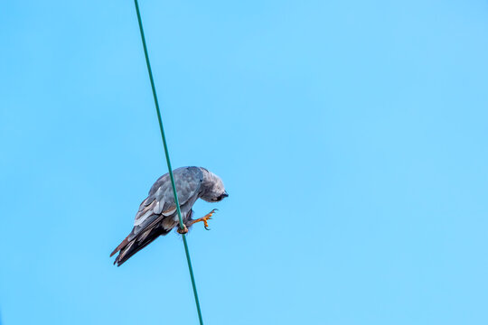 Mississippi Kite Lowers its Head, Raises its Leg and Extends its Talons for a Head Scratch while Standing on a Utility Wire