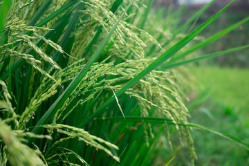 photo of beautiful green rice. close up photo