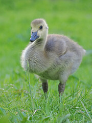 Kanada Gans Küken