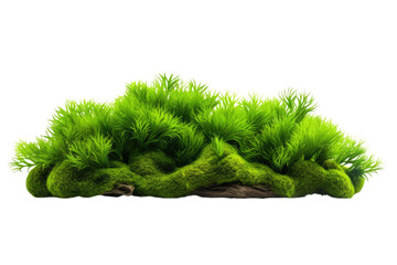 Mossy moss wet plant on transparent background decoration nature outdoor. Green tropical aquarium plant, mosses algae type. PNG format with cutout or clipping path. - obrazy, fototapety, plakaty