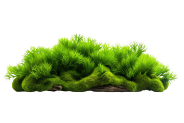 Mossy moss wet plant on transparent background decoration nature outdoor. Green tropical aquarium plant, mosses algae type. PNG format with cutout or clipping path.