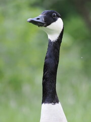 Obraz premium Kanada Gans